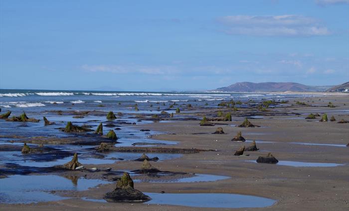 Petrified Forest